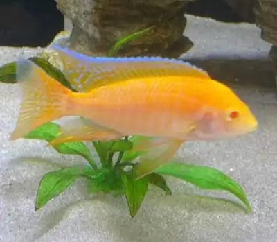 Albino golden sunshine peacock. 5 inch, View more