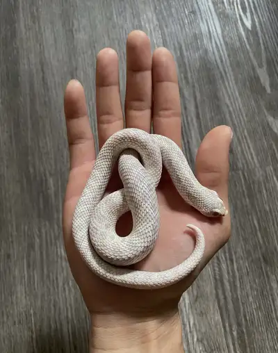 Male Snow hognose snake, View more
