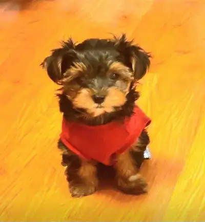 Yorkie babies for rehomeing , View more