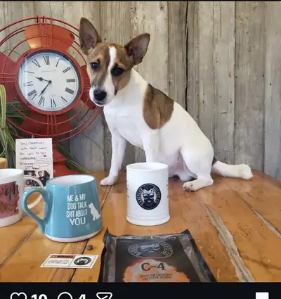 Jack Russell French Bull dog cross puppies, View more