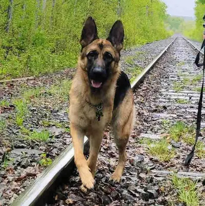 Female Purebred German Shepherd for rehoming, View more