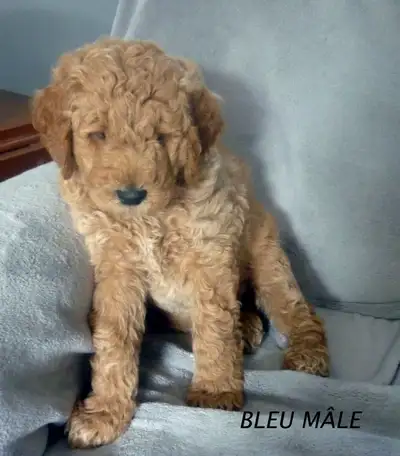 Goldendoodles, View more