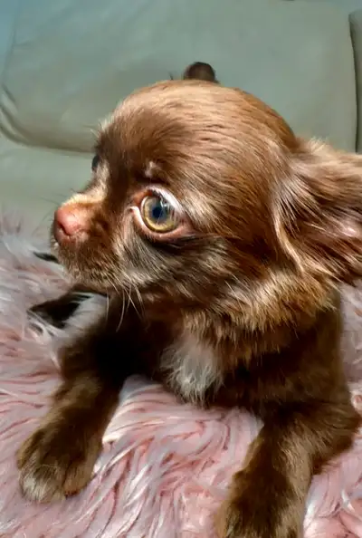 Rare Long-Haired Chocolate Chihuahua Girl – Top Pedigree, View more