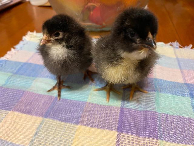 Hatching Eggs Available in Livestock in Kawartha Lakes - Image 2