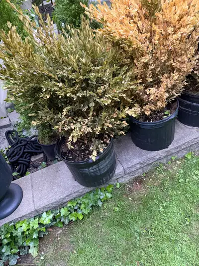 free box wood , View more
