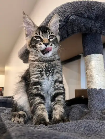 Handsome Maine Coon Male Kitten, View more