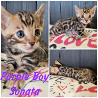 Bengal Kittens available. TICA registered (spayed/neutered)