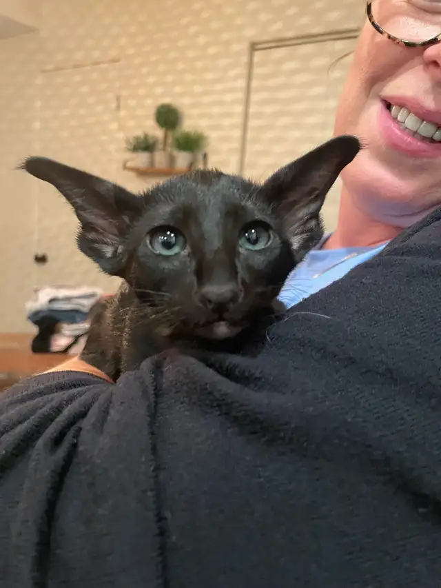 oriental short hair in Cats & Kittens for Rehoming in Lanaudière - Image 2
