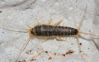 Feeder silverfish (Ctenolepisma longicaudatum)