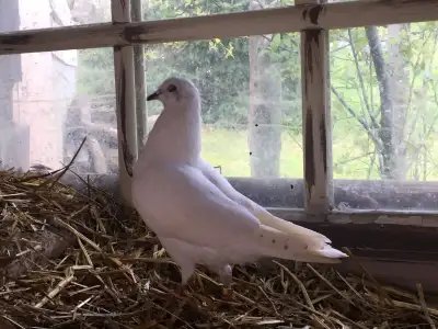 WHITE PIGEON DOVE $80-$150 eachPickering o, View more