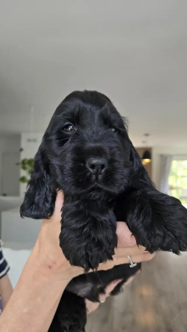 cocker spaniel  (English) ckc registred puppy black male in Dogs & Puppies for Rehoming in Ottawa - Image 8