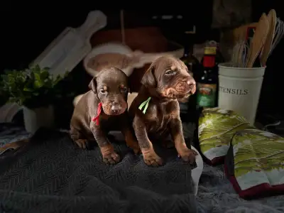 Accepting Applications for European Doberman Puppies., View more