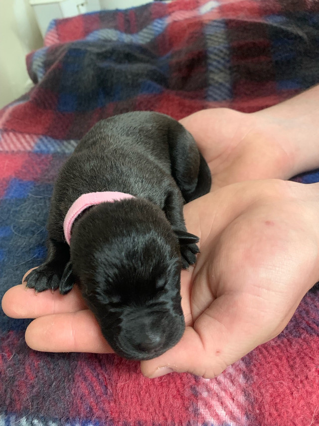 SHEPHERD/LAB/MASTIFF PUPPIES in Dogs & Puppies for Rehoming in Norfolk County - Image 2