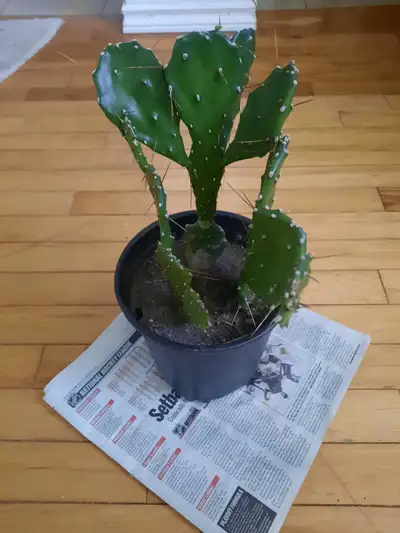 Cactus plant, View more