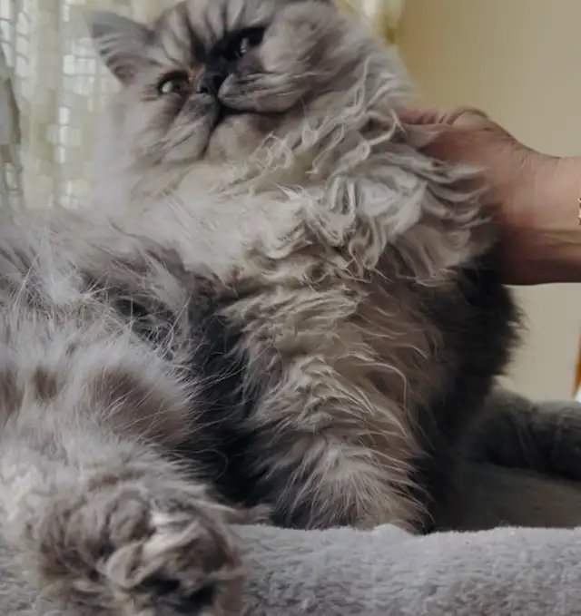 ❤️LOVECATS TICA reg. Cattery:  Persian Himalayans and Himalayans