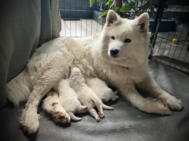 Adorable Purebread Male Samoyed. 8 wks June 20 in Dogs & Puppies for Rehoming in Leamington - Image 8