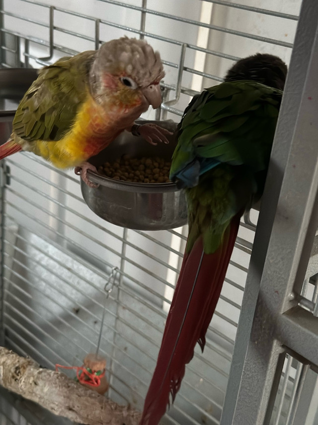 Bonded pair of conures and cage in Birds for Rehoming in Kawartha Lakes