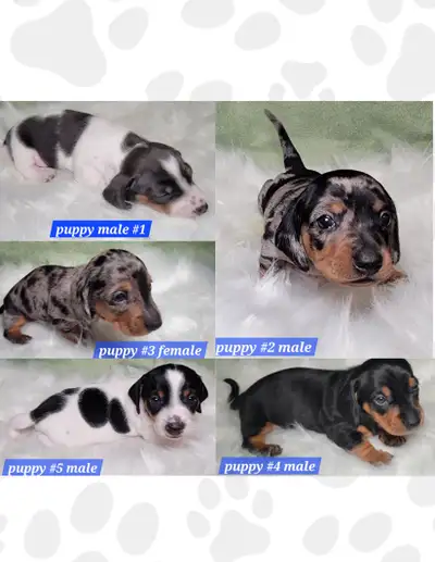 Beautiful Miniature Dachshund puppies Our little ones were born and are being raised in a loving hom...