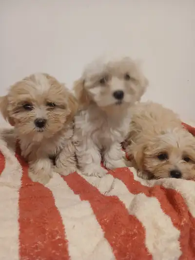 Very Cute Shih tzu mix ready to go to a new home!, View more