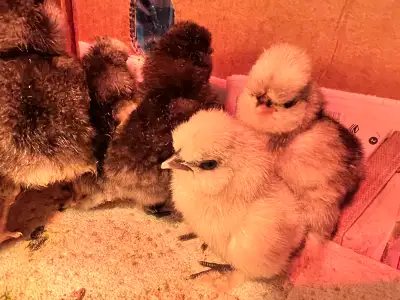 chicks still avail.  week old and 4 week olds, View more