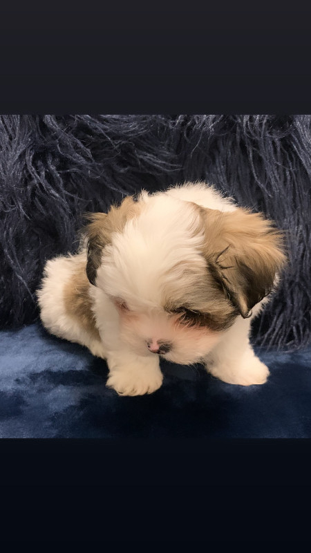 SOLD ‼️ 3 Havashu Puppies Ready 2 Go, New pics added in Dogs & Puppies for Rehoming in Edmonton - Image 2