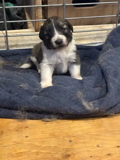 Caucasian shepherd x puppies, View more