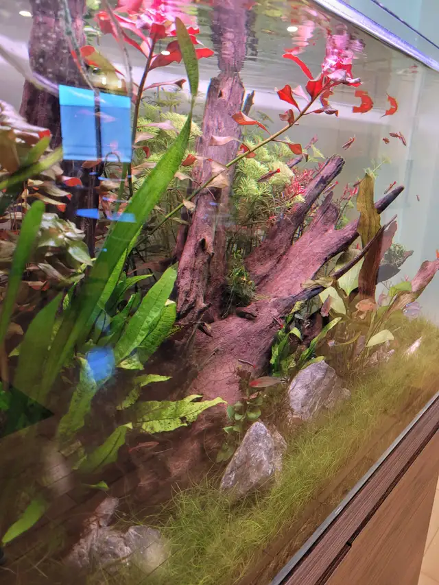 Complete Planted Aquarium Setup in Accessories in Norfolk County - Image 6