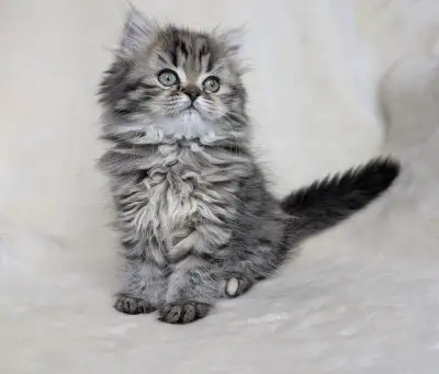 Chaton persan Adorable et Affectueux, View more