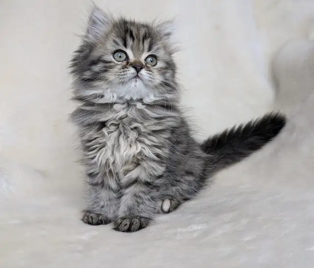 Chaton persan Adorable et Très affectueux in Cats & Kittens for Rehoming in Victoriaville - Image 2
