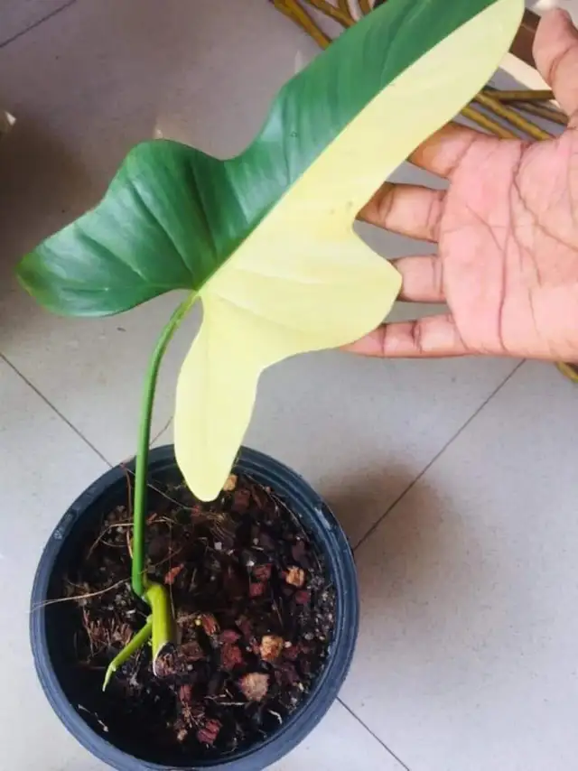 Bippenifolium variegated plants and wetsticks- shipping62864746171907121