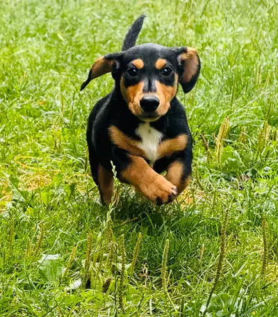 Mini Dachshund/ Pembroke Welsh Corgi (ready to go), View more