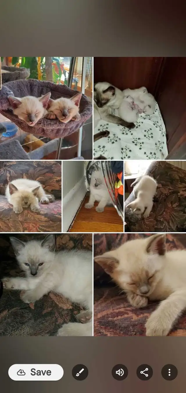 Siamese Kittens in Cats & Kittens for Rehoming in Oakville / Halton Region - Image 7