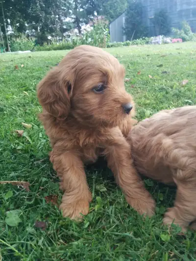 Please call or text for a for a same day answer to any questions. Puppies were born April 19 and wil...