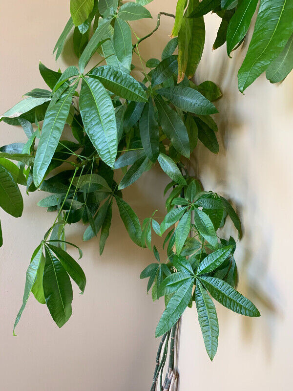 House Plants in Other in Markham / York Region - Image 3