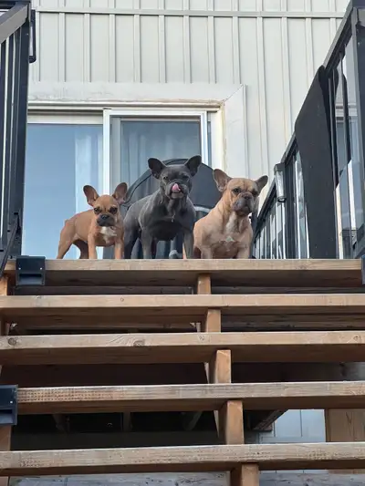 french bulldog, View more