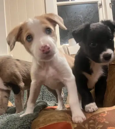 These adorable Border Collie /Aussie Shepherd/ Whippet cross puppies are looking for their new homes...