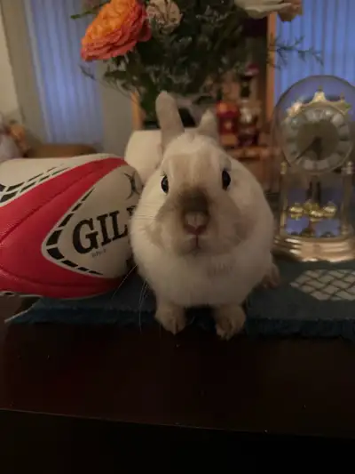 Netherland Dwarf/Harlequin Bunny, View more