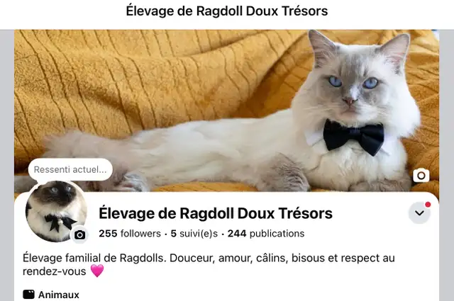 Chatons Ragdoll Certifié  Pure race