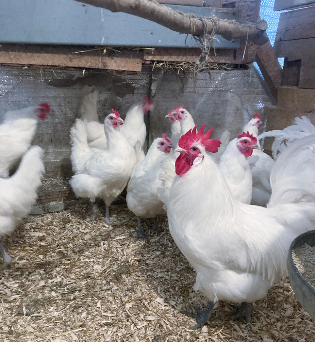 Oeufs fécondés de Bresse Gauloise dans Animaux de ferme  à Ville de Québec - Image 4