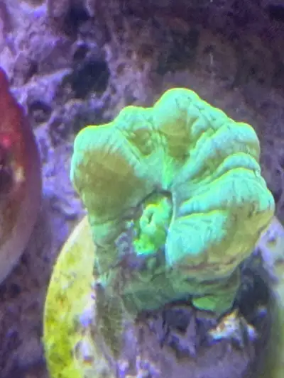 highlighter green candy cane coral, View more