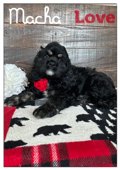 superbes chiots cocker américain,pure race de belle qualités, View more