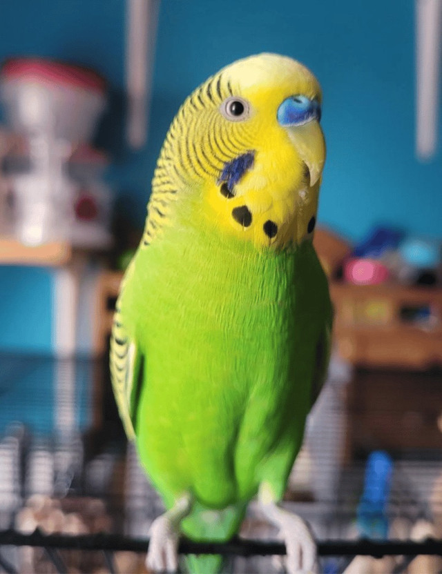 Australian budgies  in Other Pets for Rehoming in Oshawa / Durham Region