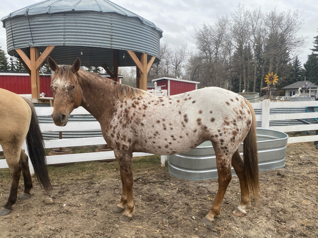 Appaloosa mare in Equestrian & Livestock Accessories in Strathcona County