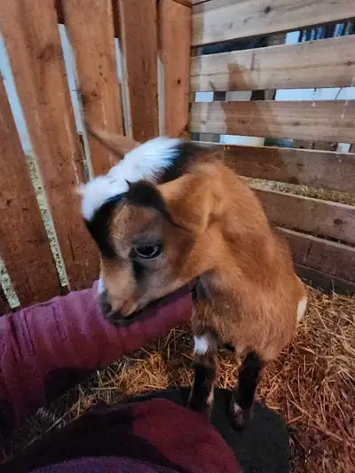 Nigerian dwarf buckling. Ready to go home now. Friendly little blue eyed boy. He has been disbudded,...