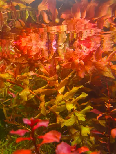 Red Aquarium Plants Rotala Macrandra.., View more