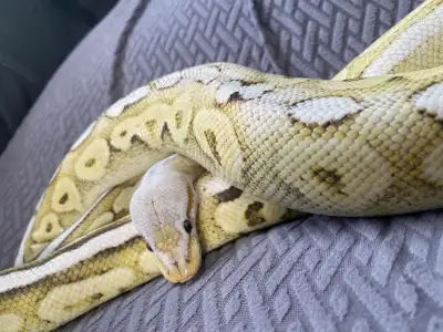 enhancer pied ball python breeder project, View more