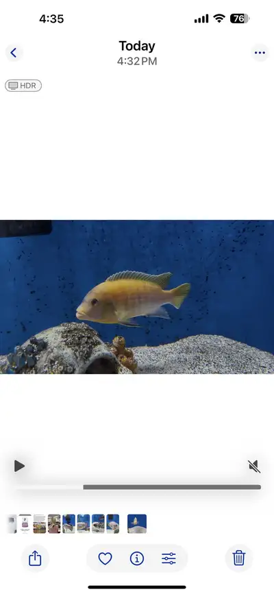 various chiclids(5), View more