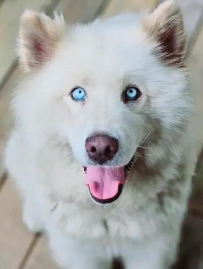 Husky puppies coming soon, View more