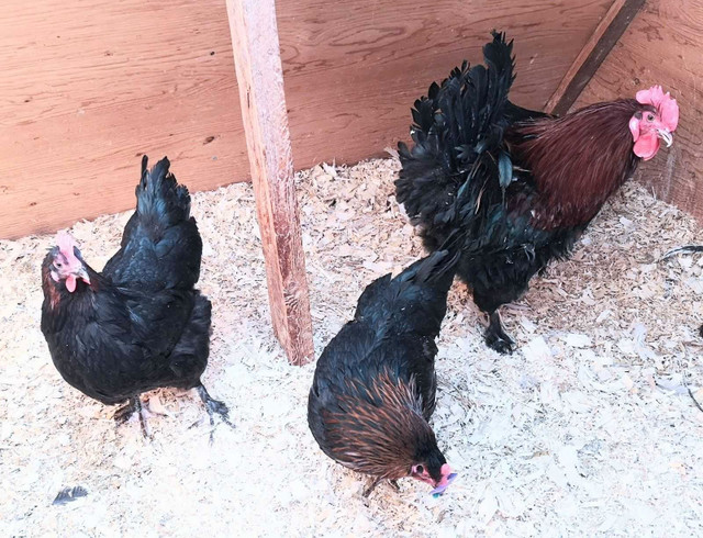 Poules de race dans Animaux de ferme  à Ville de Québec - Image 4