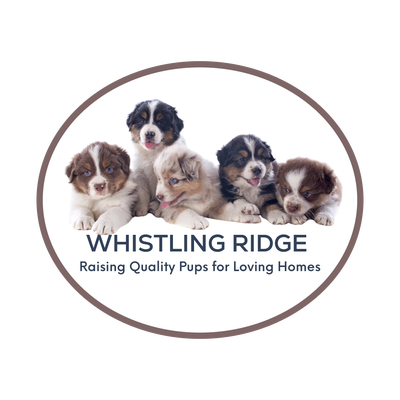 Mini American Shepherd Pups, View more